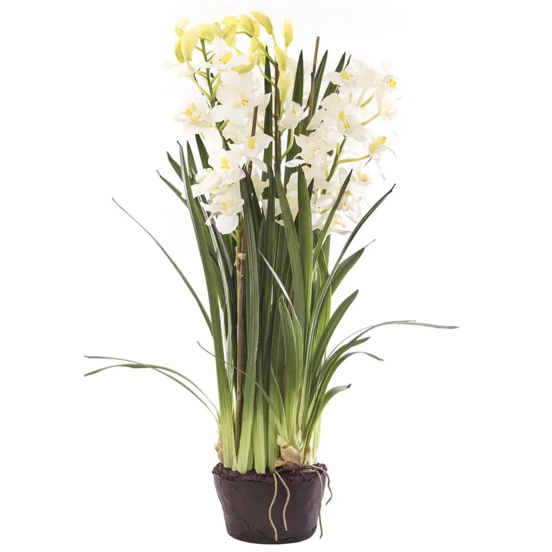 Cymbidium in Giant Paper Pot | 1.1m White - Suzie Anderson Home