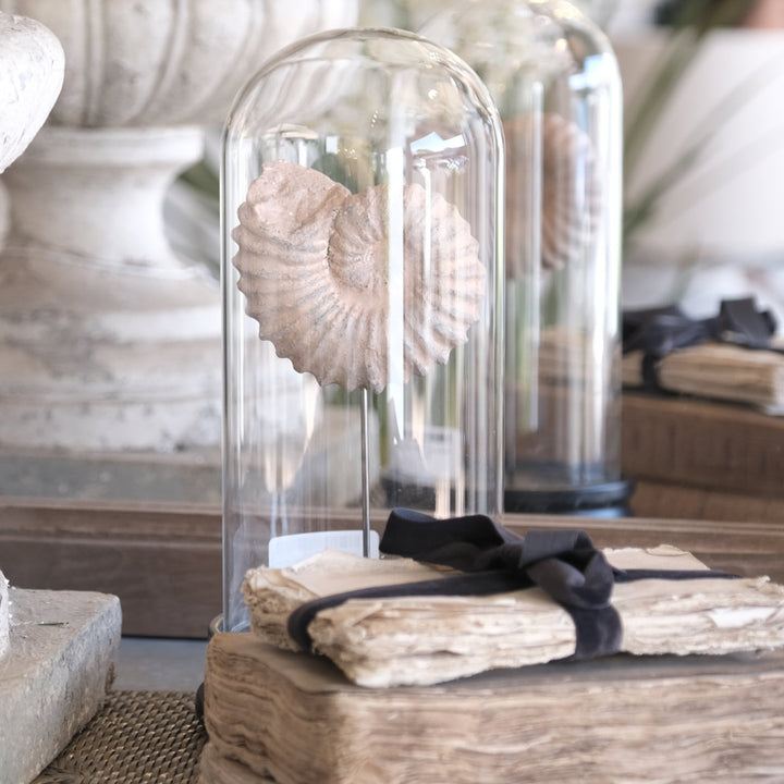 Decorative Shell in Glass Dome | 20cmH