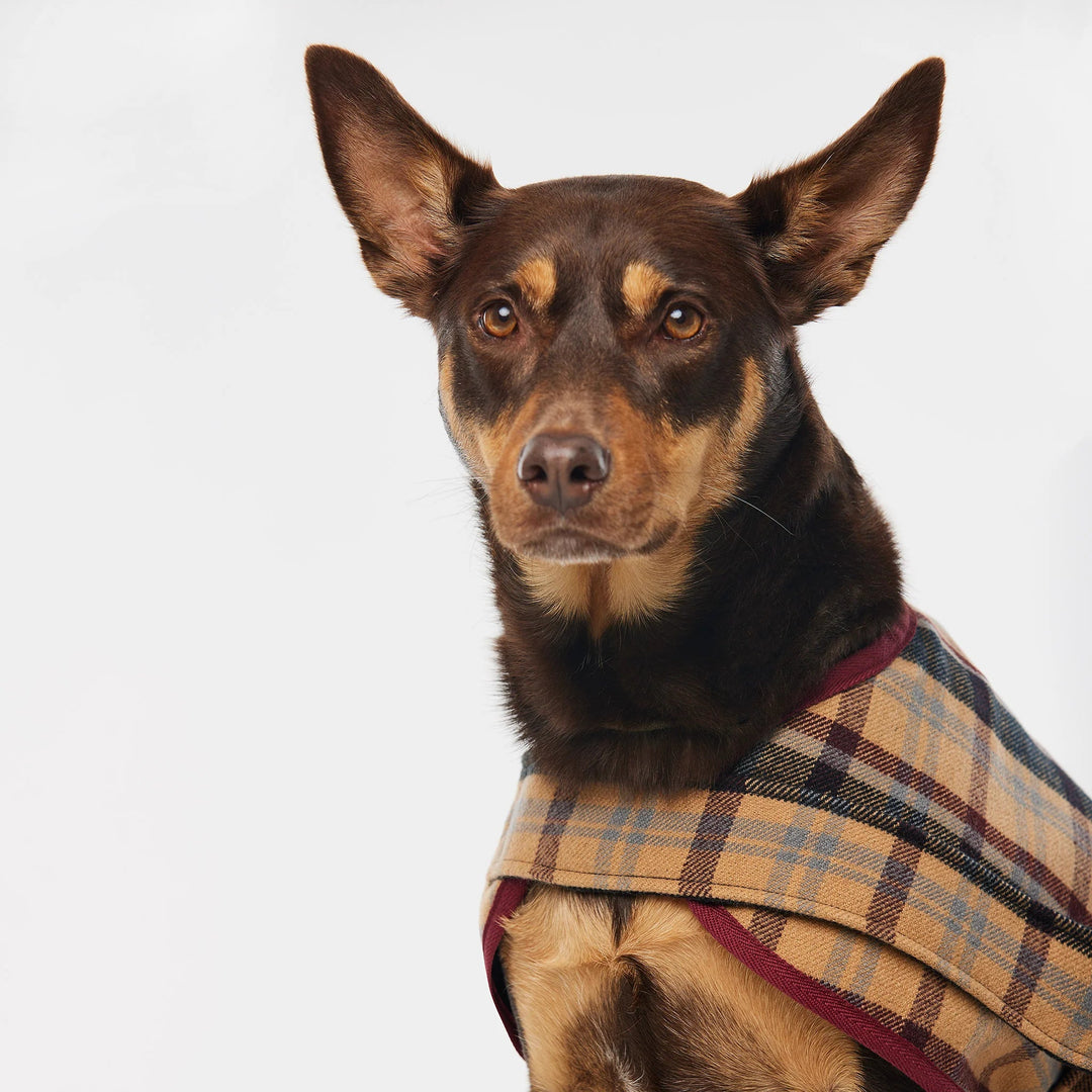 Duncan Highland Plaid Doggy Sportscoat (BOWRAL) - Suzie Anderson Home
