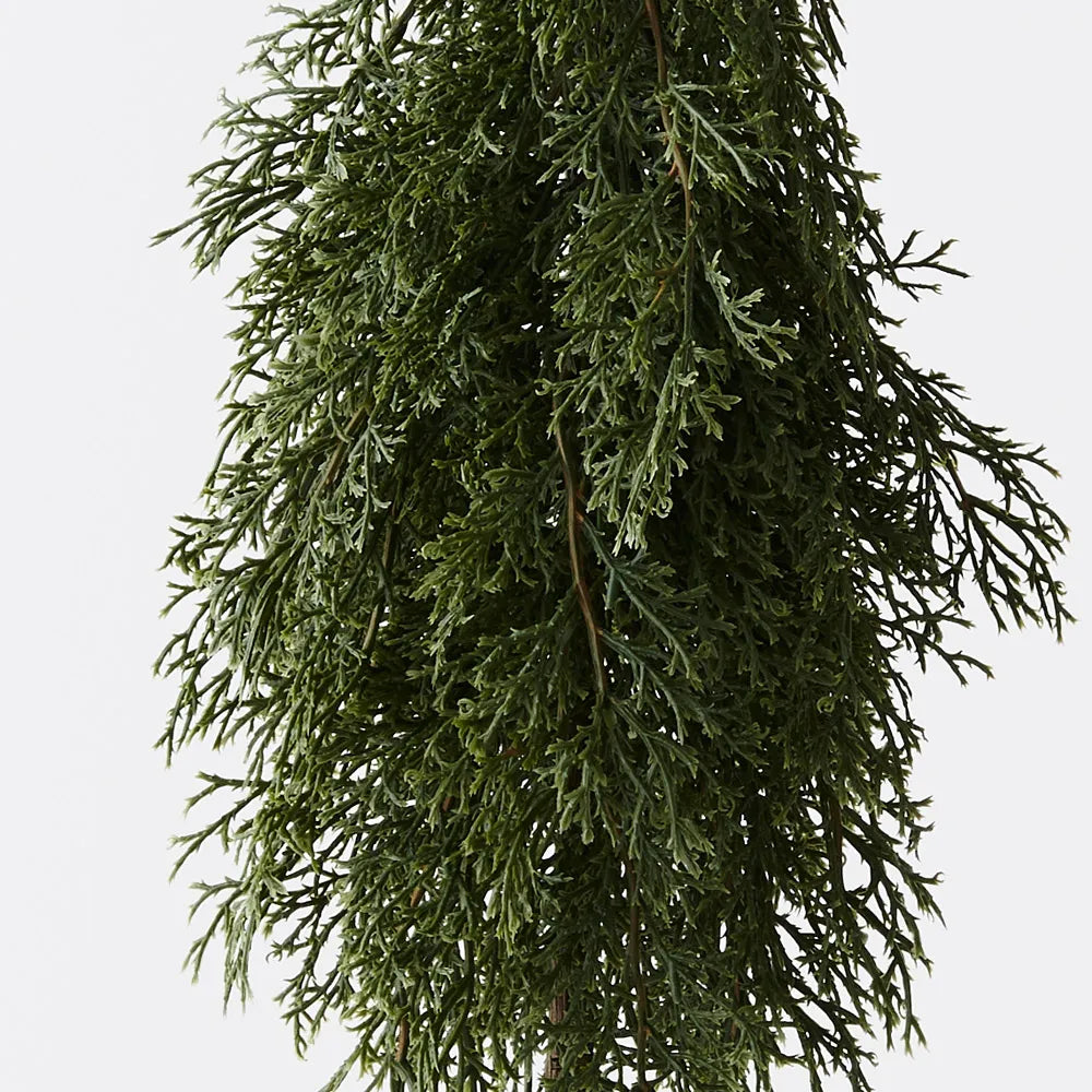 Cypress Pine Tree in Pot 50cmH