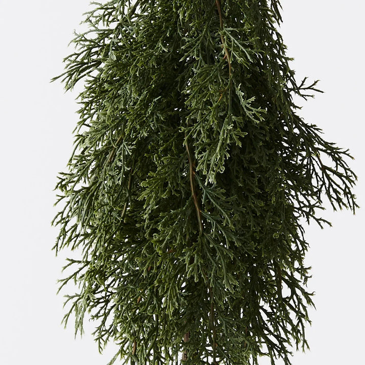 Cypress Pine Tree in Pot 50cmH