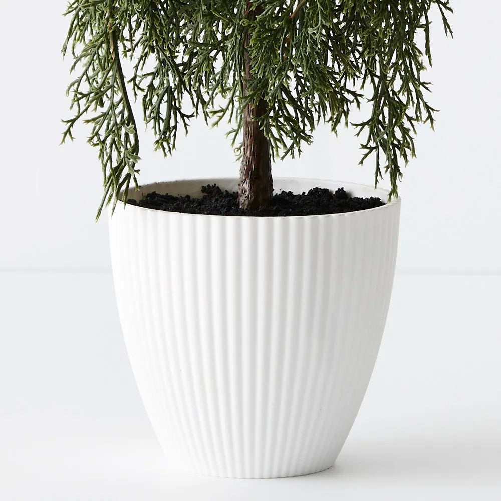 Cypress Pine Tree in Pot 58cmH