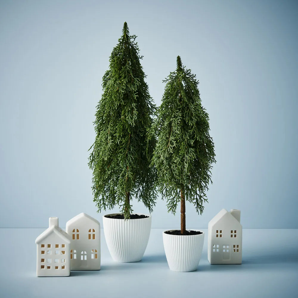 Cypress Pine Tree in Pot 58cmH