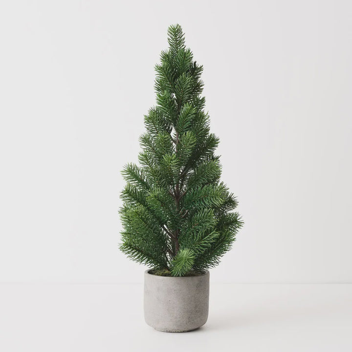 Virginia Fir Tree In Pot 60cmH