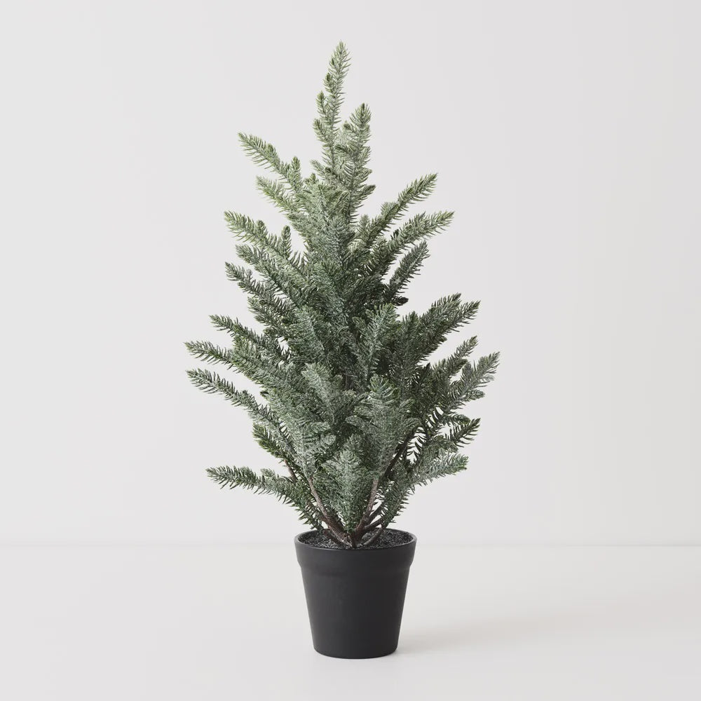 Norfolk Snow Tree in Pot 53cmH
