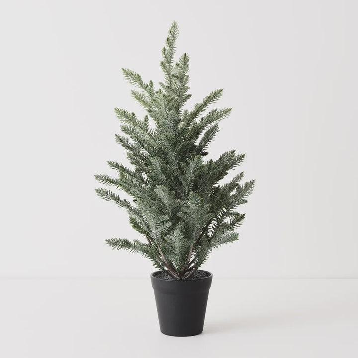 Norfolk Snow Tree in Pot 53cmH
