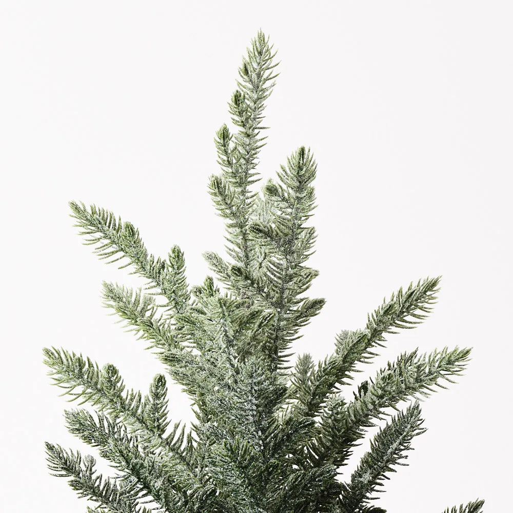 Norfolk Snow Tree in Pot 53cmH