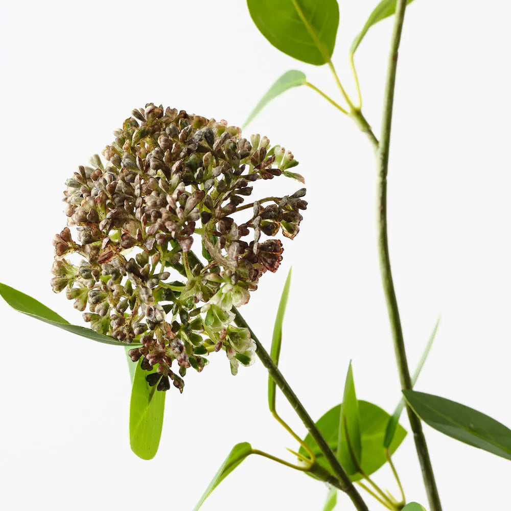 Angelica Spray Brown Green