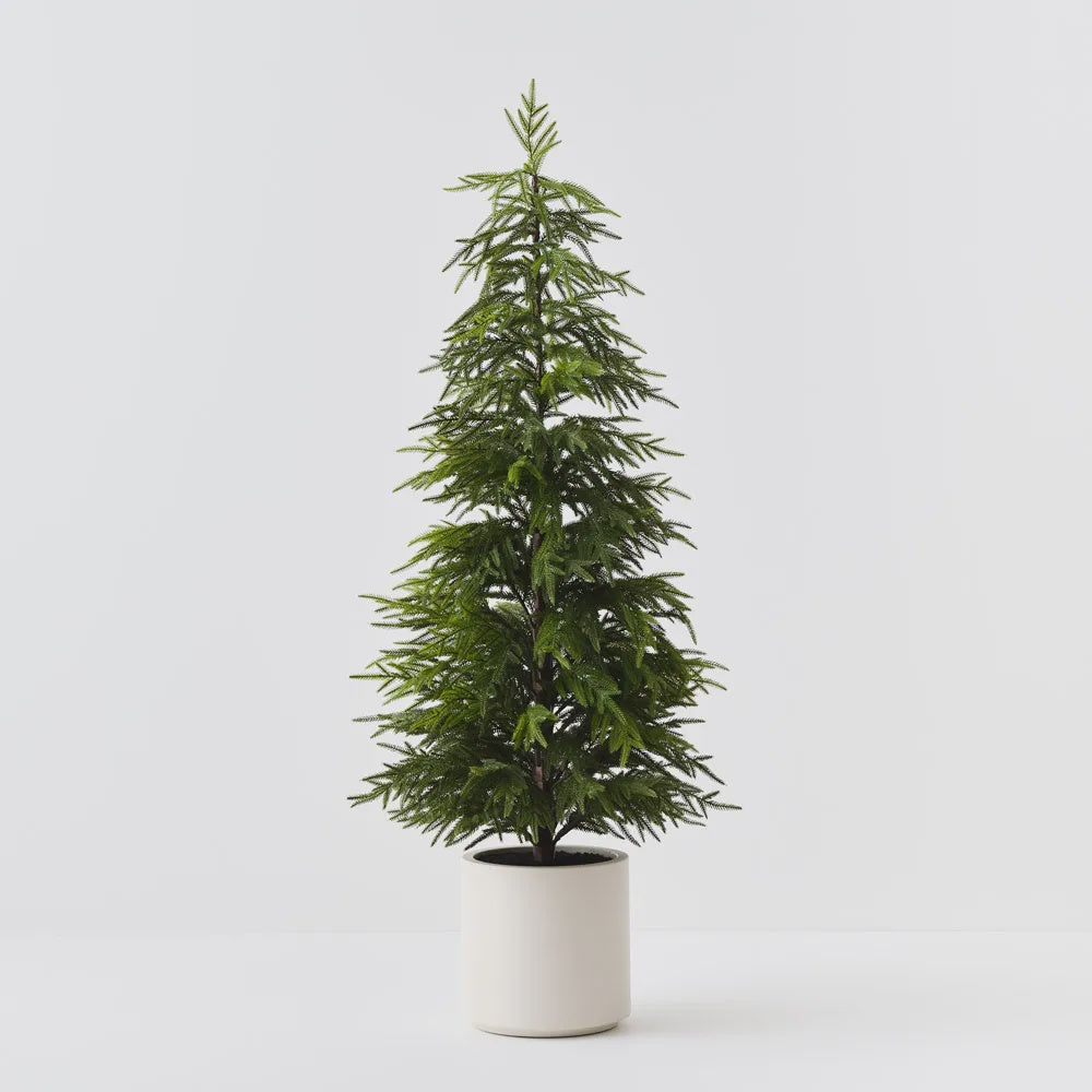Norfolk Pine Tree in Pot 152cmH