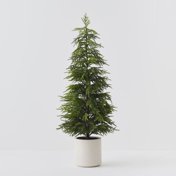 Norfolk Pine Tree in Pot 152cmH
