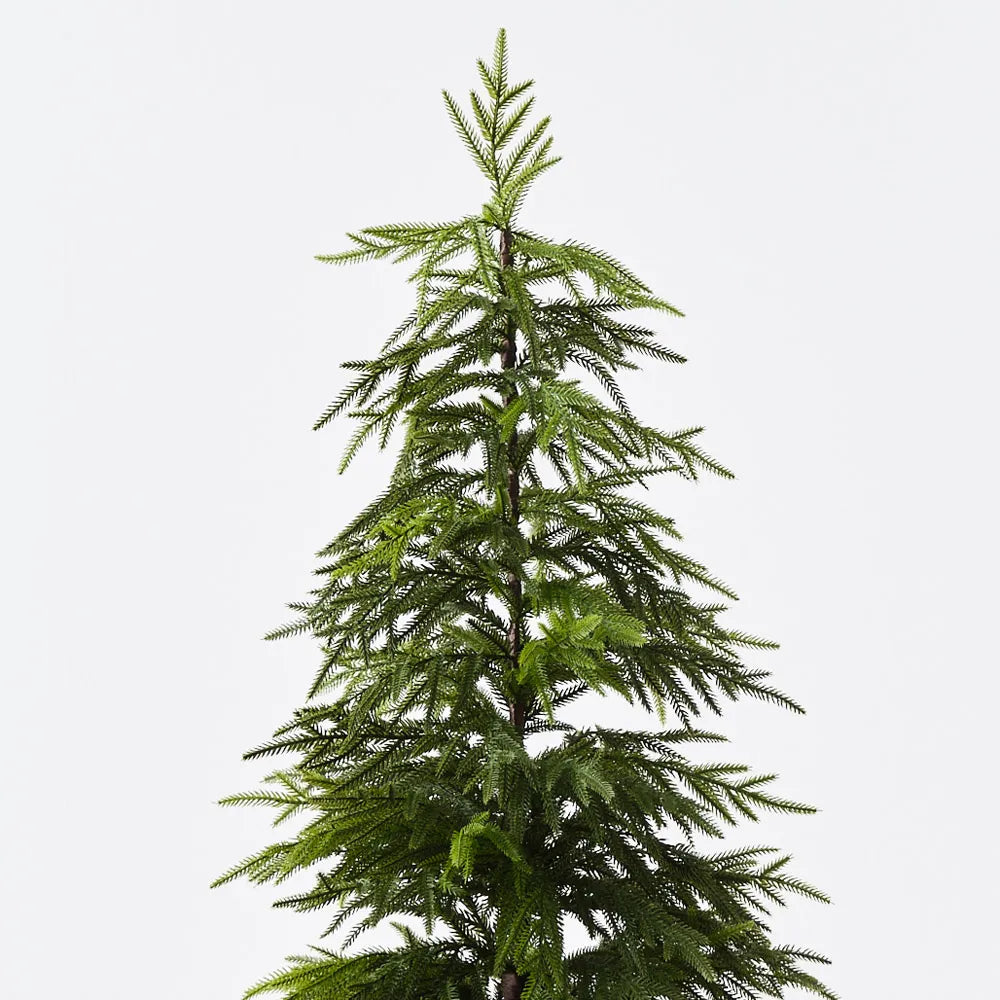 Norfolk Pine Tree in Pot 91cmH