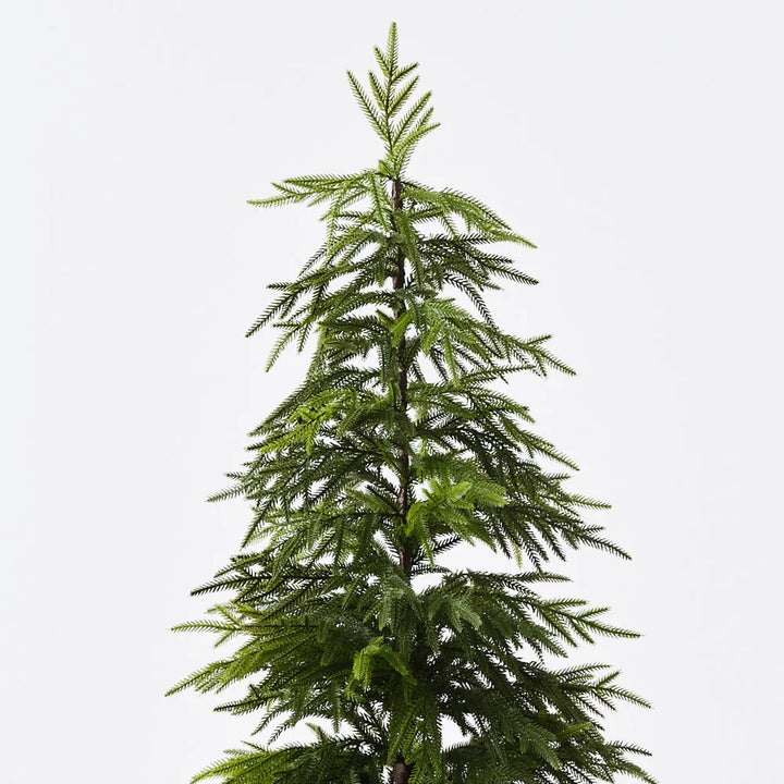 Norfolk Pine Tree in Pot 91cmH