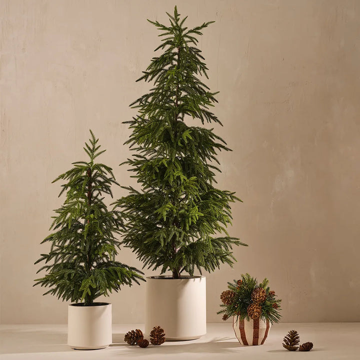 Norfolk Pine Tree in Pot 91cmH