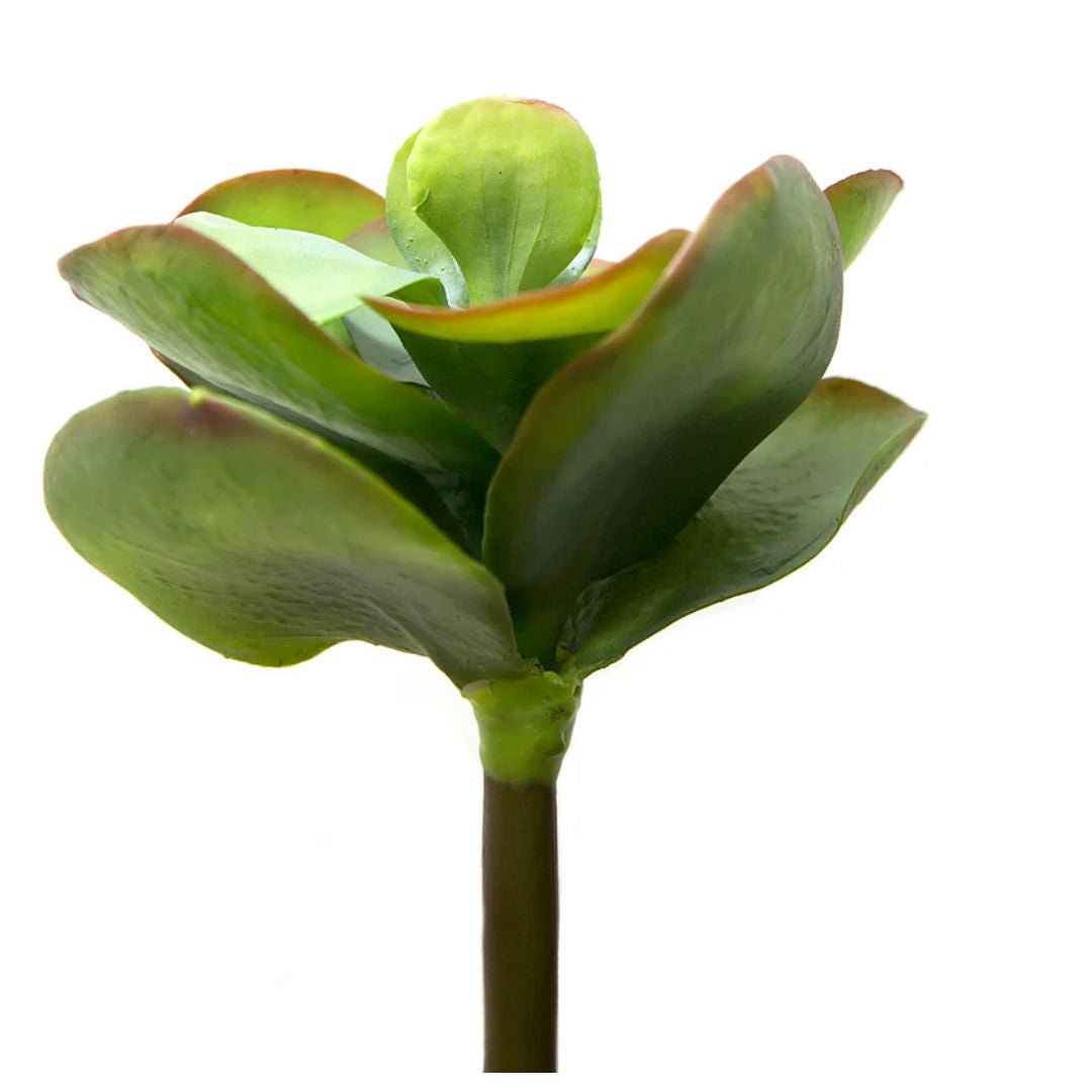 Faux Floral Flapjack Succulent (BOWRAL) - Suzie Anderson Home
