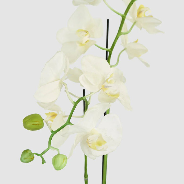 Faux Orchid in Clay Pot | White | 84cm - Suzie Anderson Home