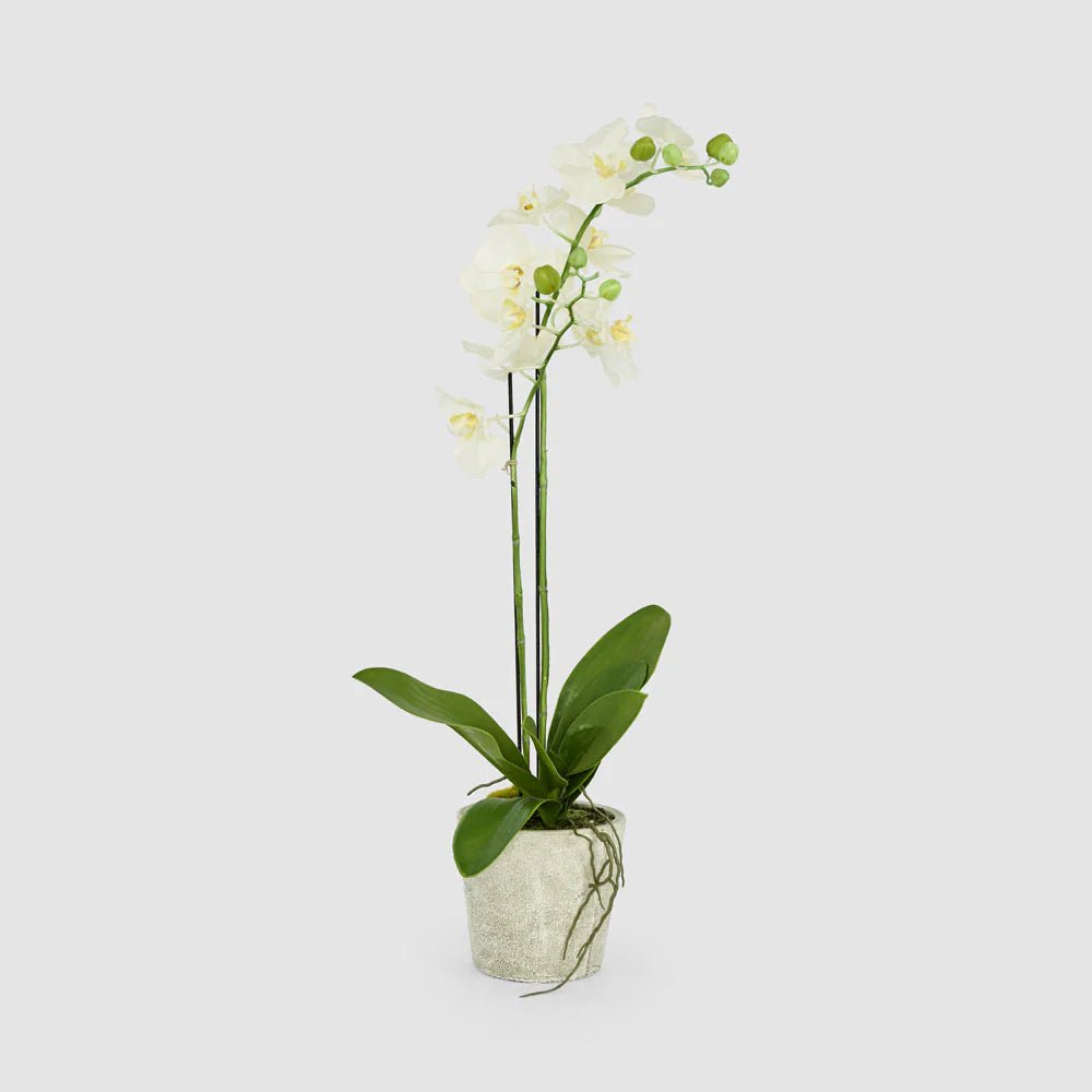 Faux Orchid in Clay Pot | White | 84cm - Suzie Anderson Home