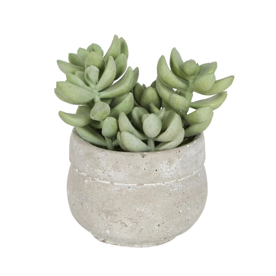 Faux Succulent in Ceramic Grey Pot Green 12cm - Suzie Anderson Home