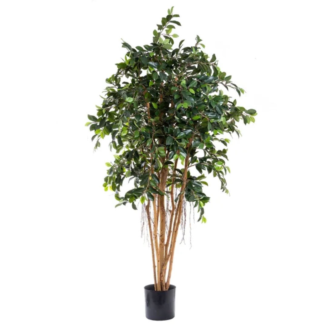 Ficus Retusa | 1.8m Tall - Suzie Anderson Home