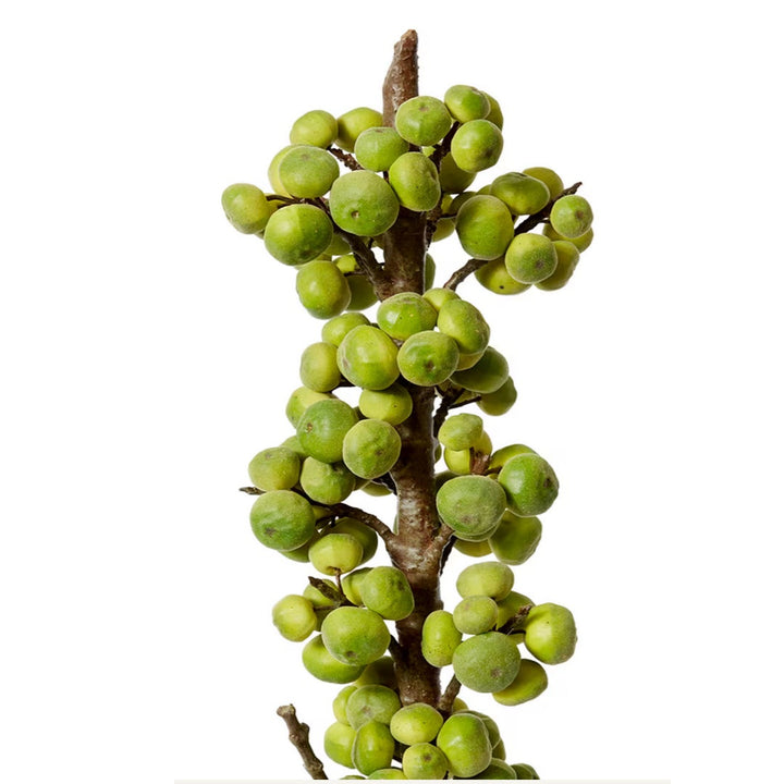Green Fig Branch | 91cm