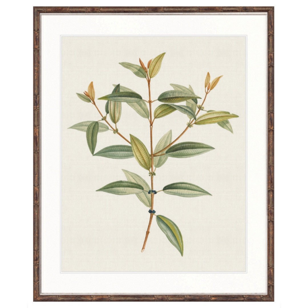 Floral Elegance IV | Brown Bamboo Frame (BOWRAL) - Suzie Anderson Home