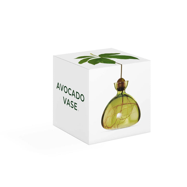 Avocado Propogation Vase | Coloured Grass Green (Avocado seed not included)