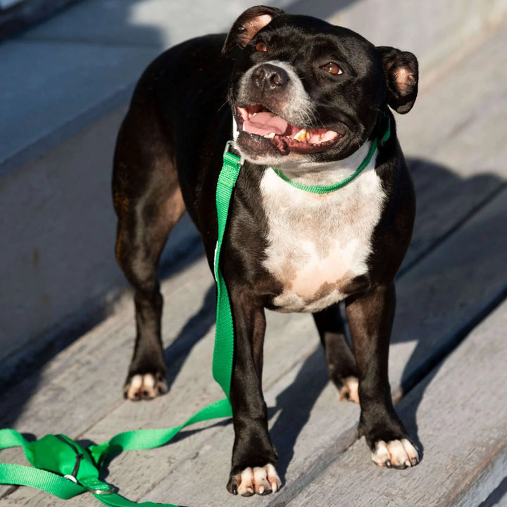 Ziippup | Dog Collar Green (BOWRAL)