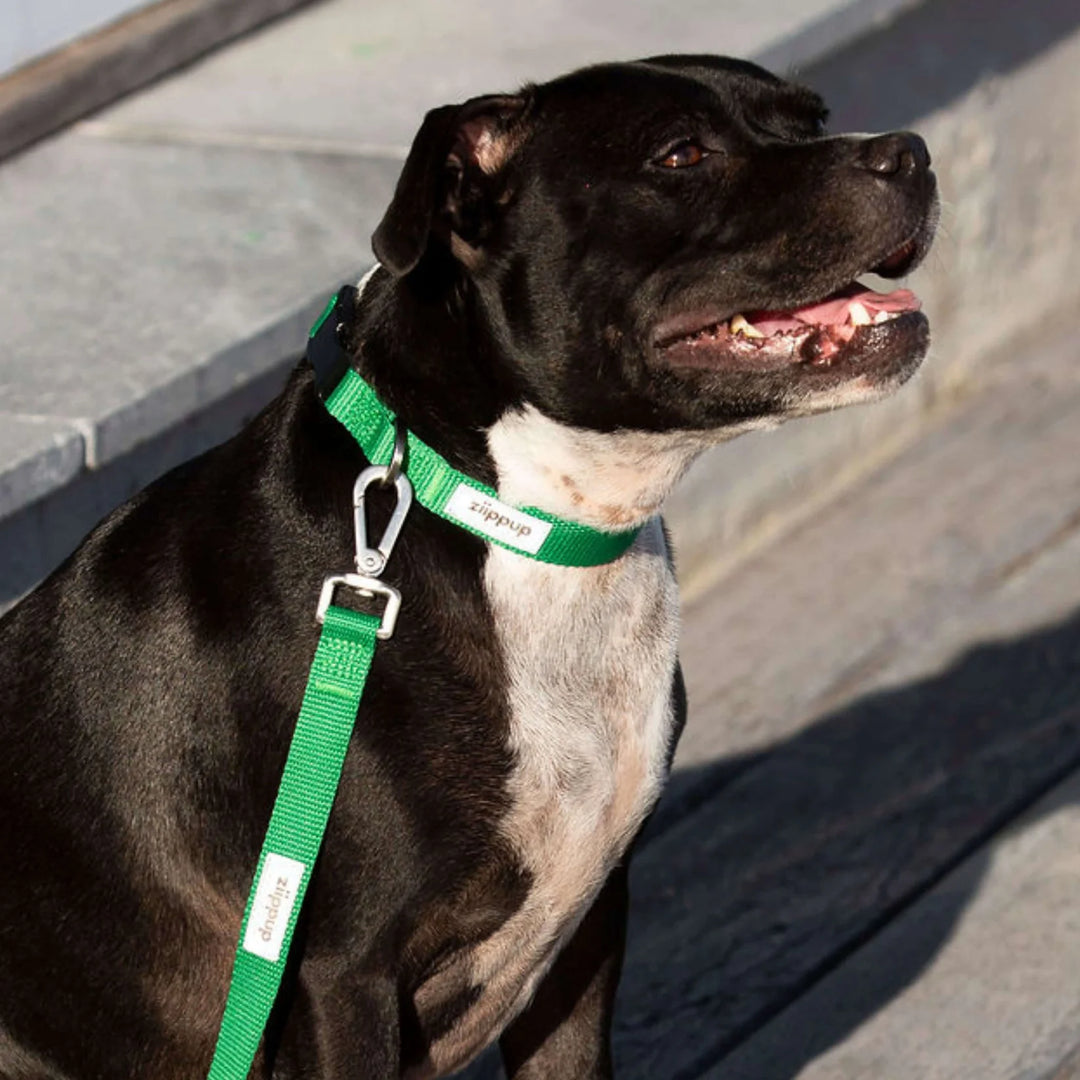Ziippup | Dog Collar Green (BOWRAL)