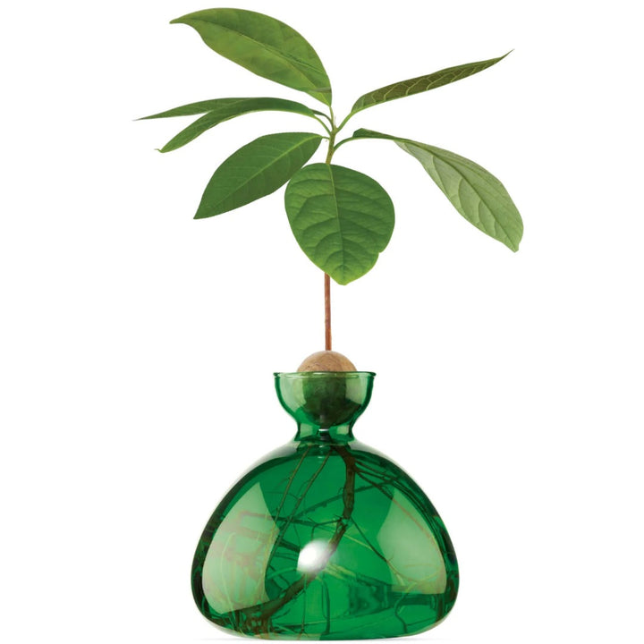 Avocado Propogation Vase | Coloured Emerald Green (Avocado seed not included)