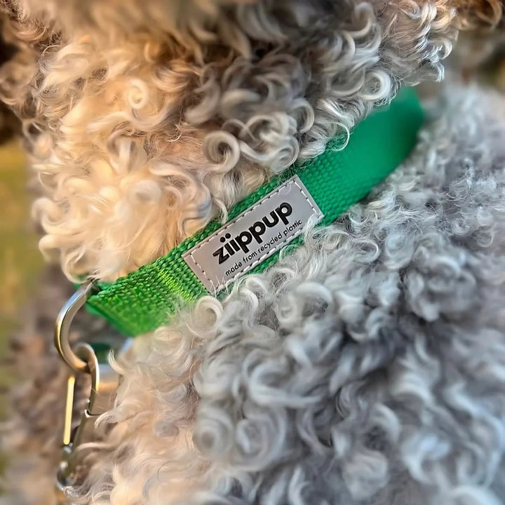Ziippup | Dog Collar Green (BOWRAL)