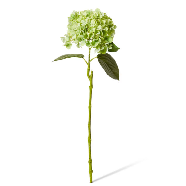 Hydrangea Bloom Stem | Green