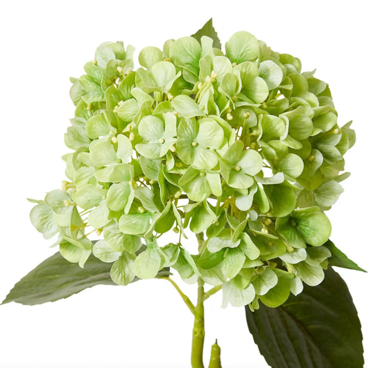 Hydrangea Bloom Stem | Green