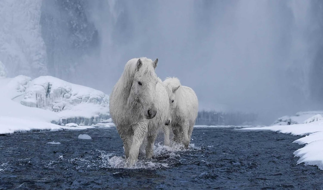 In the Land of Fire And Ice: Horses of Iceland - Suzie Anderson Home