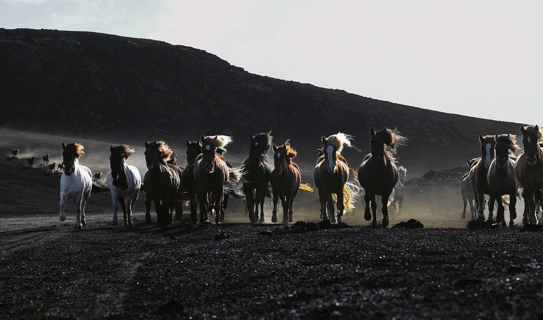 In the Land of Fire And Ice: Horses of Iceland - Suzie Anderson Home