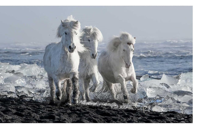 In the Land of Fire And Ice: Horses of Iceland - Suzie Anderson Home