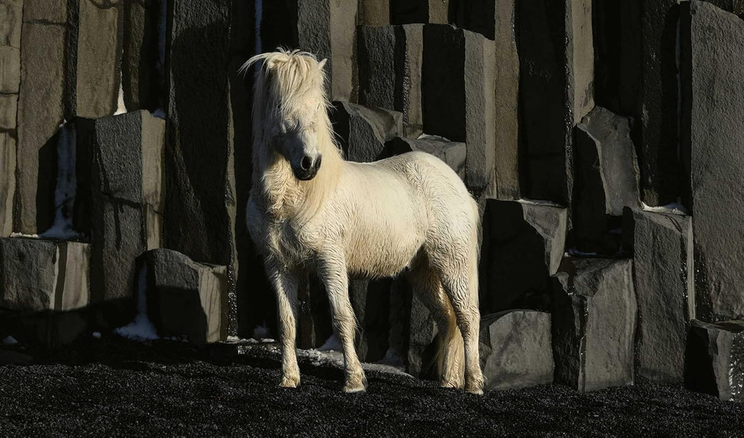 In the Land of Fire And Ice: Horses of Iceland - Suzie Anderson Home