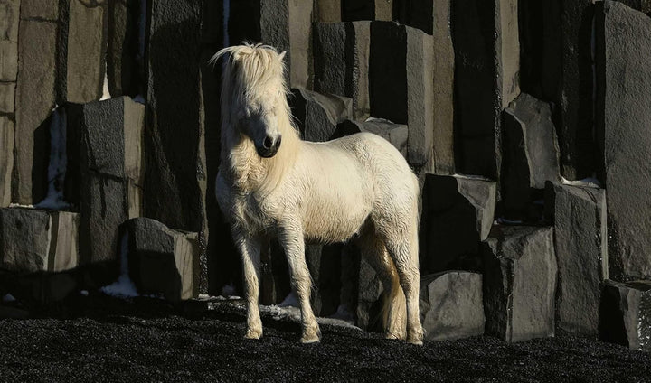 In the Land of Fire And Ice: Horses of Iceland - Suzie Anderson Home