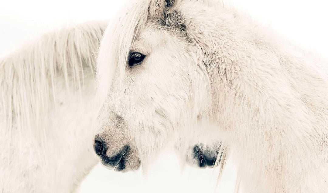 In the Land of Fire And Ice: Horses of Iceland - Suzie Anderson Home