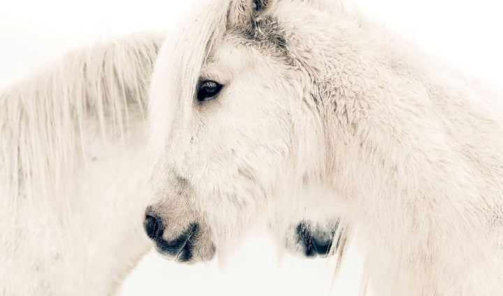 In the Land of Fire And Ice: Horses of Iceland - Suzie Anderson Home