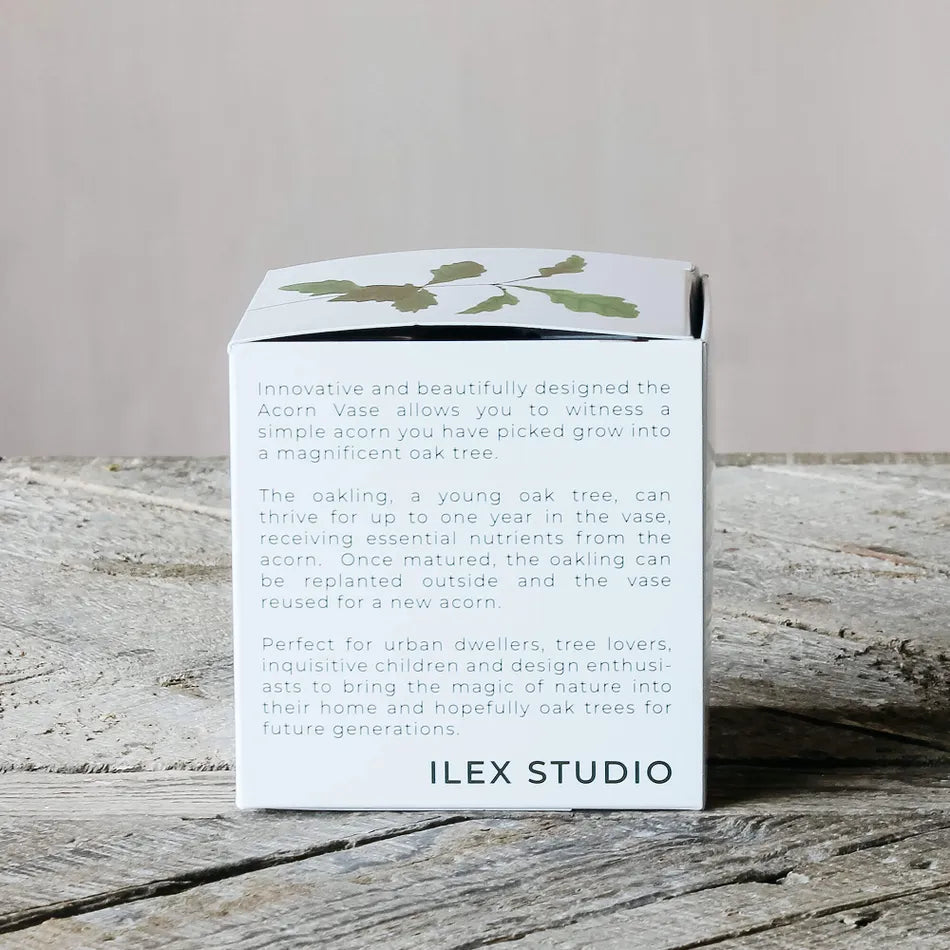 Acorn Propogation Vase | Clear Glass (Acorn not included)