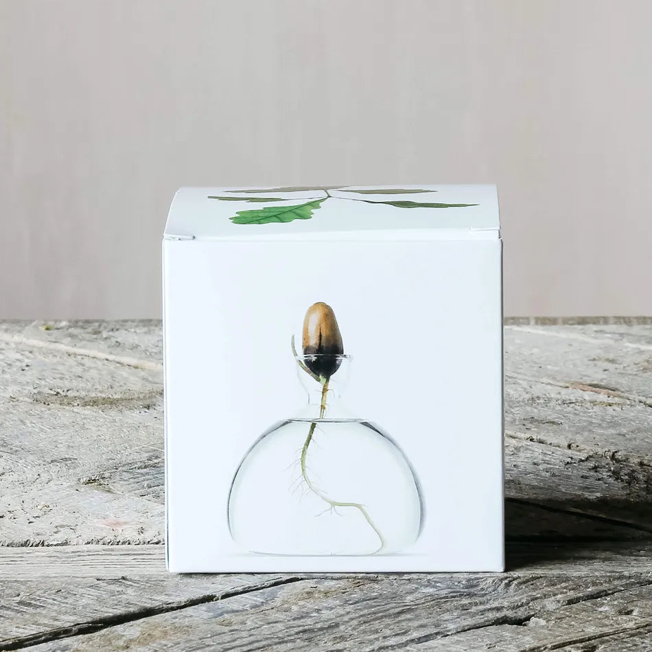 Acorn Propogation Vase | Clear Glass (Acorn not included)