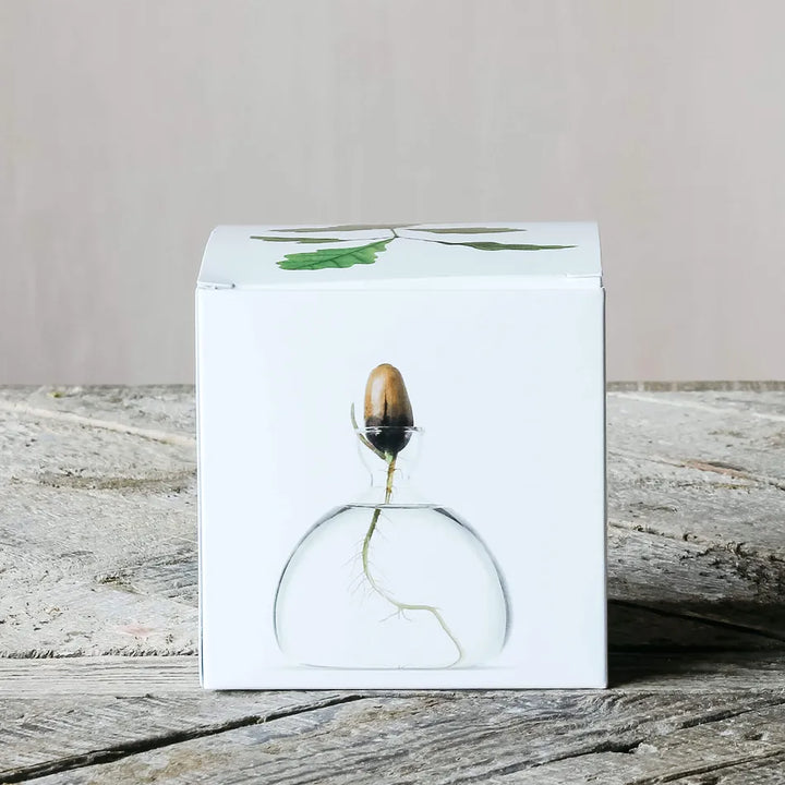 Acorn Propogation Vase | Clear Glass (Acorn not included)