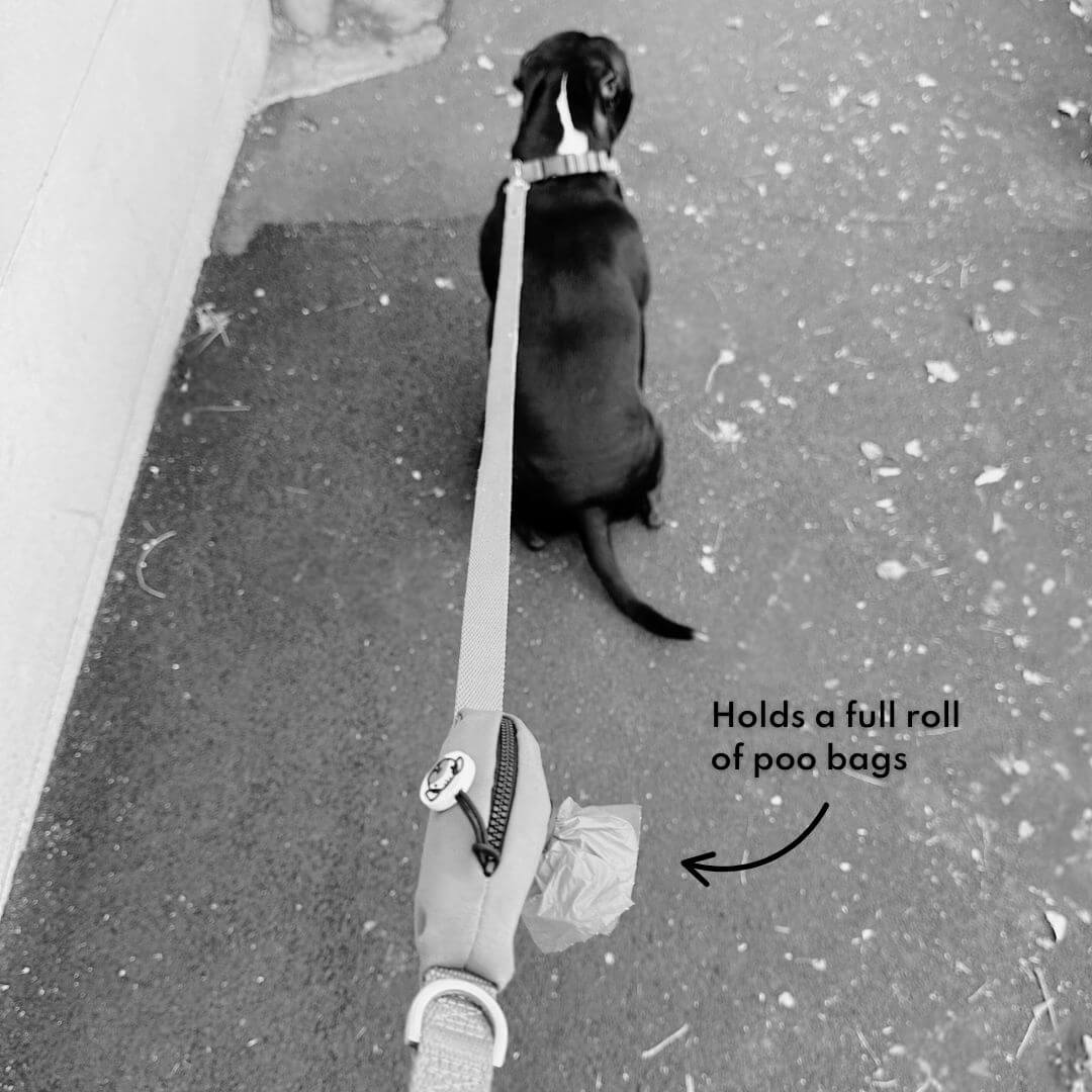 Ziippup  | Rainbow Dog Lead with Built in Pocket (BOWRAL)