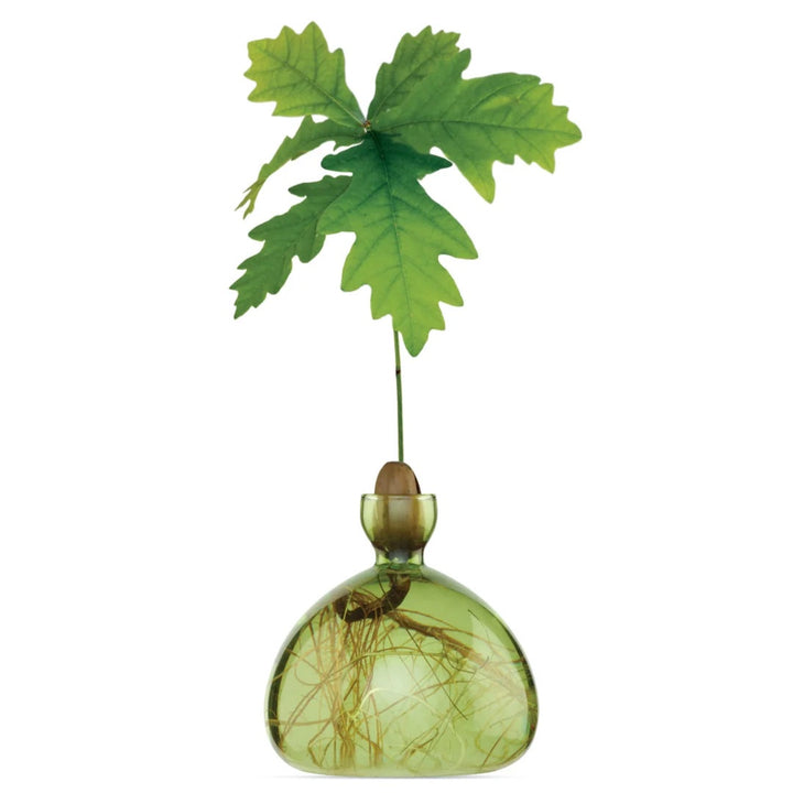 Acorn Propogation Vase | Coloured Grass Green (Acorn not included)