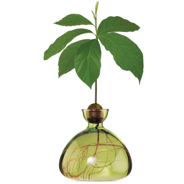 Avocado Propogation Vase | Coloured Grass Green (Avocado seed not included)