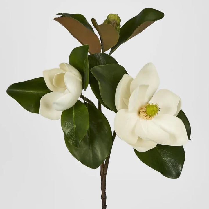 Double Head Magnolia w Bud | 45cm