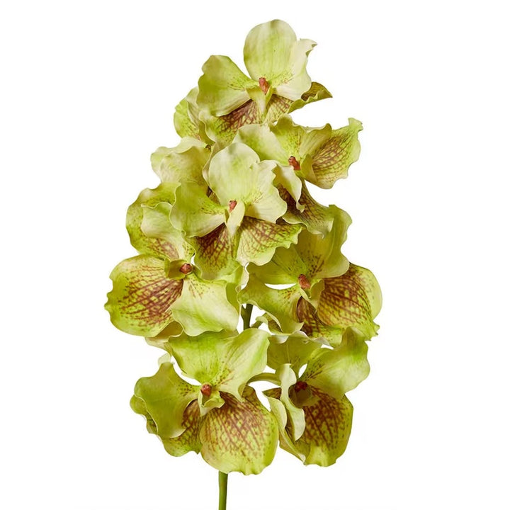 Faux Grand Orchid | Green Brown 71cm