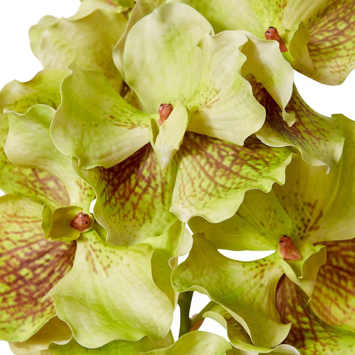 Faux Grand Orchid | Green Brown 71cm