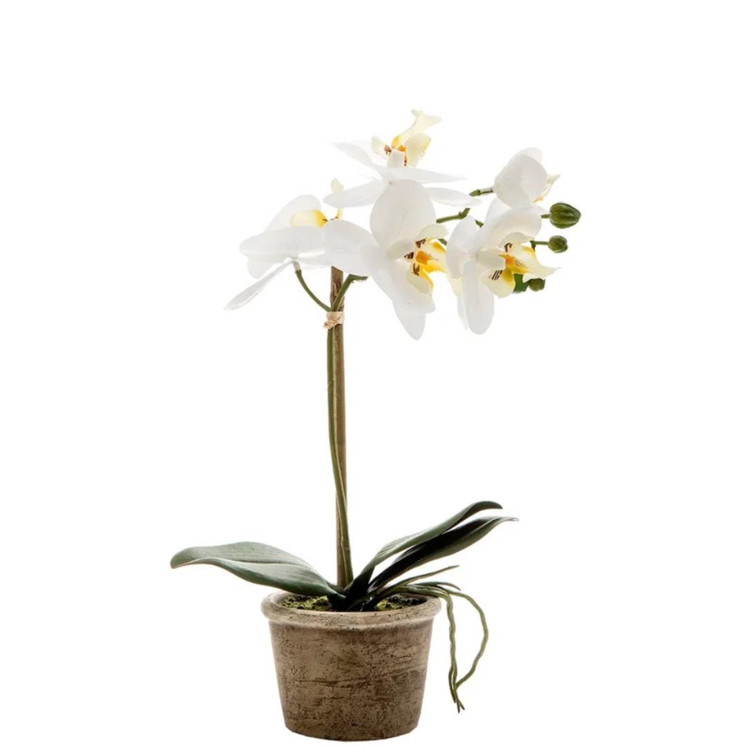 Orchid in Grey Stone Pot | 30cm | White - Suzie Anderson Home