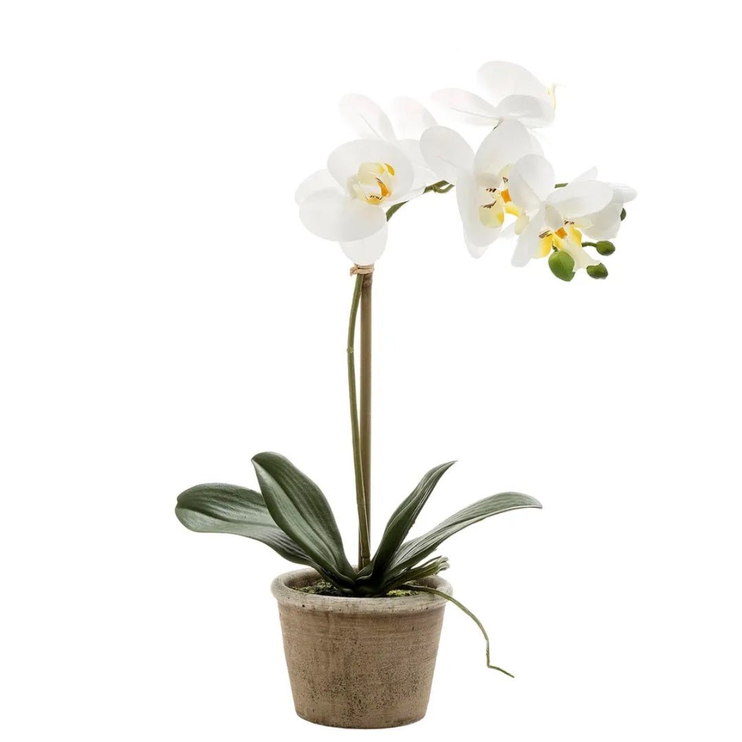 Orchid in Grey Stone Pot | Medium - Suzie Anderson Home