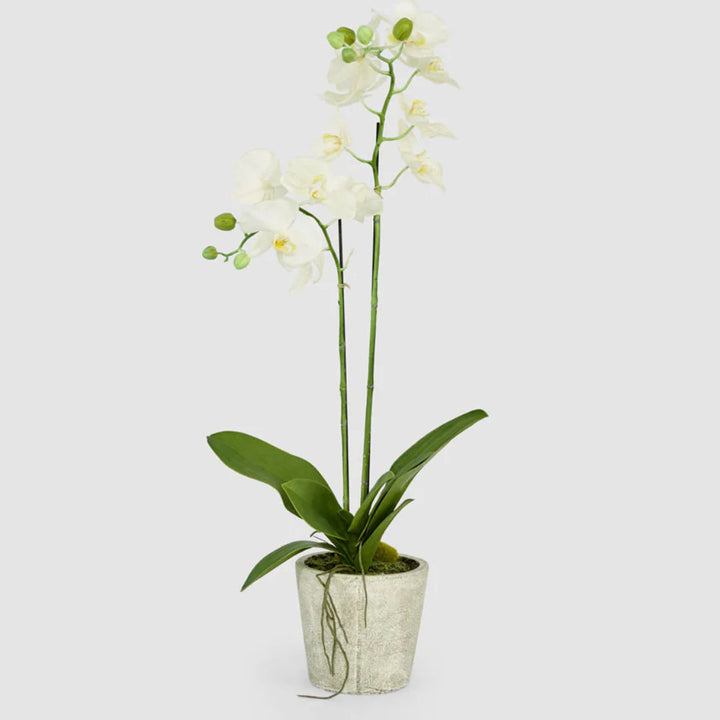 Faux Orchid in Clay Pot | White | 84cm